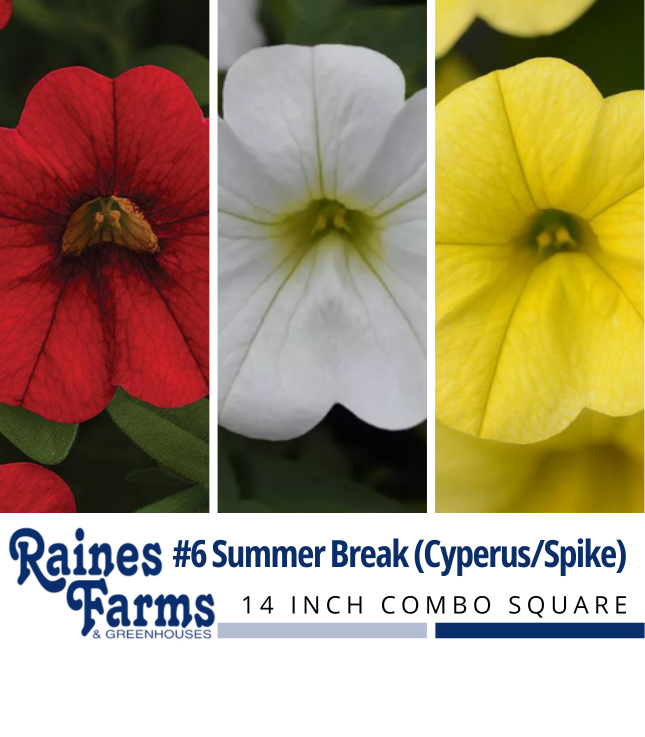 #6: Summer Break (Cyperus/Spike) 14 Inch Combo Square